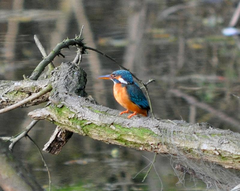 kingfisher